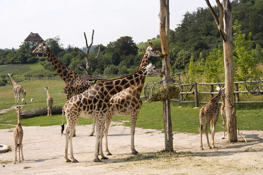 長頸鹿在動物園
