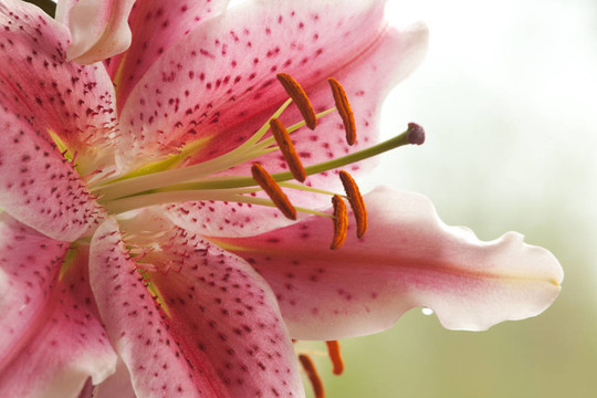 Stargazer Liliy的特寫鏡頭。