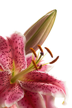 火百合