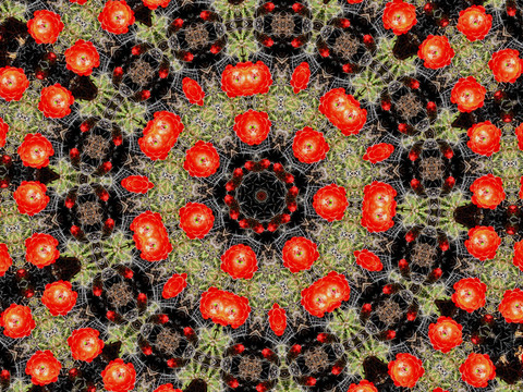 萬(wàn)花筒似的曼陀羅花
