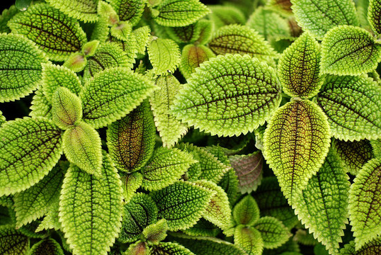 stinging_nettle