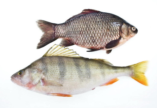 鯉魚和鱸魚