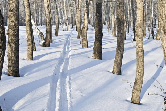 在公園陽(yáng)光明媚的陽(yáng)光下樹間滑雪