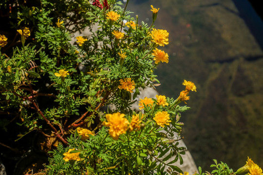 花草