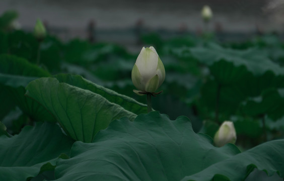 荷花
