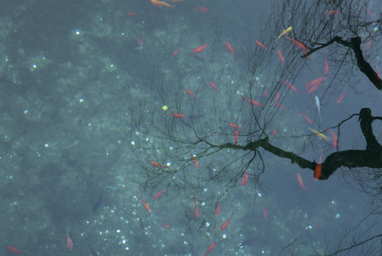 金魚