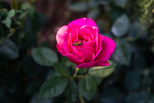 鮮花