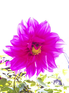 芍藥