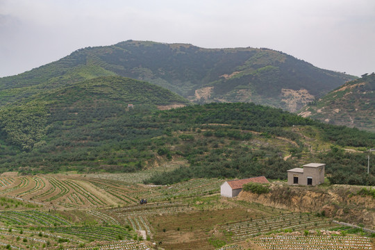 農(nóng)田