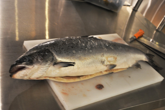 魚 雪魚