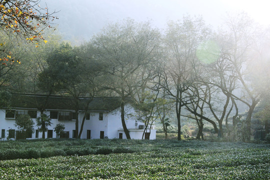 九溪 龍井茶園