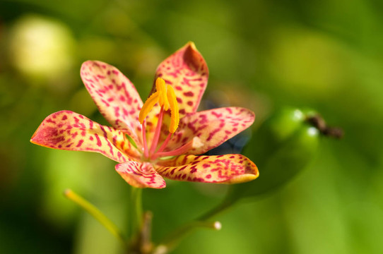 紅蘭花