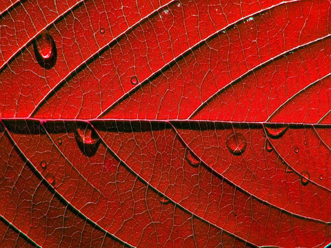 紅紙樹