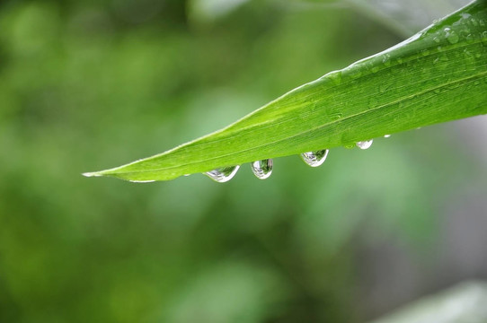 綠葉水滴
