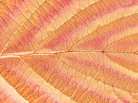 紅紙樹