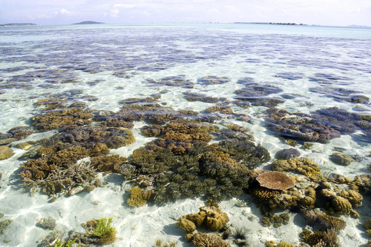 淺海和珊瑚