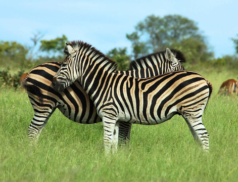Burchell的斑馬（Equus quagga burchelli）