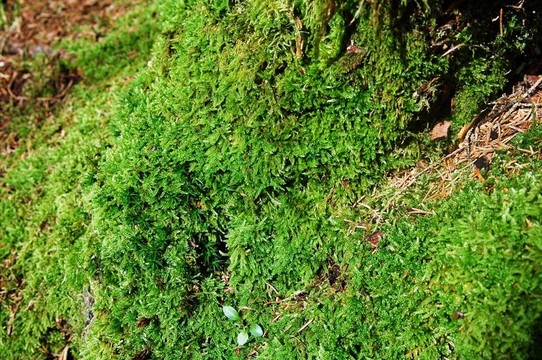 苔蘚