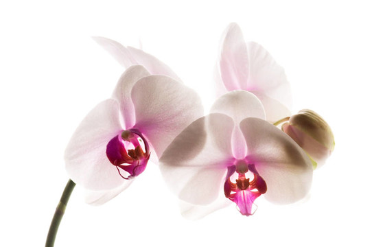白蘭花白