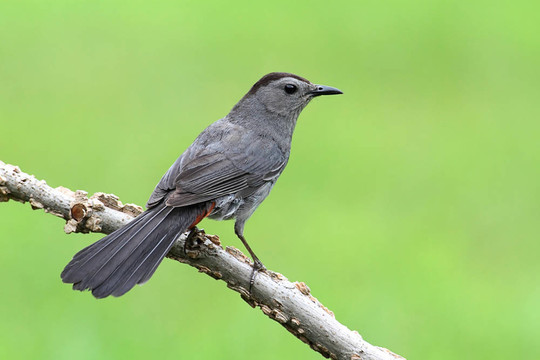Gray Catbird Dumetella研究