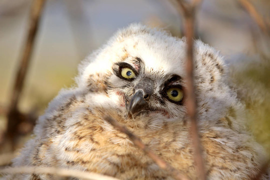 Great Horned Owlet在鳥巢