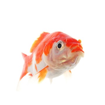 金魚