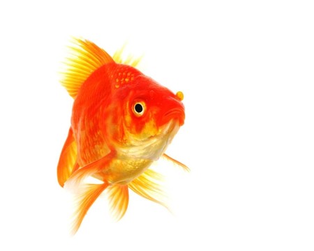 金魚(yú)