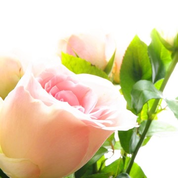 月季花