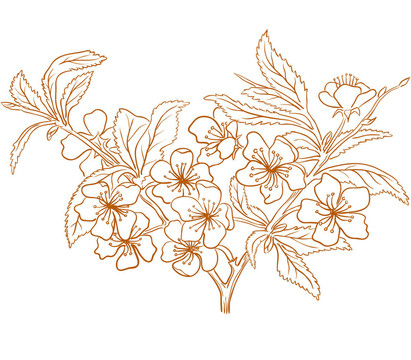 櫻花。
