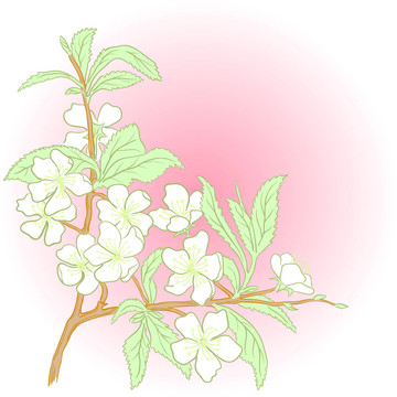 櫻花。