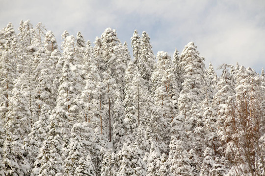 冬天的雪下森林