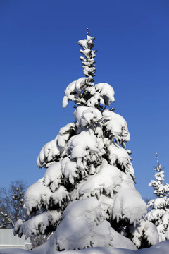 藍(lán)天上的雪杉樹