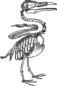 鳥的骨骼