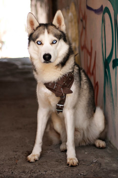 Young Husky市