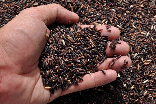 Rice Berry；新泰國(guó)水稻品種與更多的礦物質(zhì)