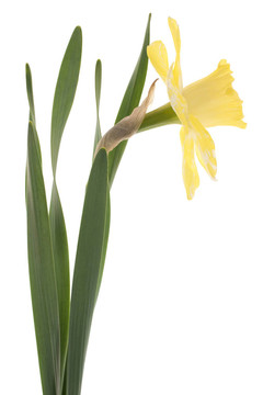 水仙花