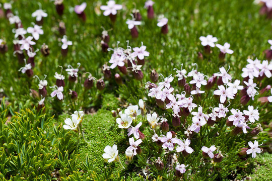 高山Moss Campion（麥瓶草星毛委陵菜）在野外