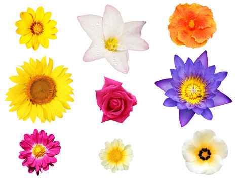 像百合花分離收集；芙蓉；雛菊
