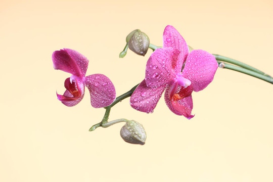 蘭花在枝上有芽