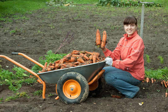 女人與carrot harvest