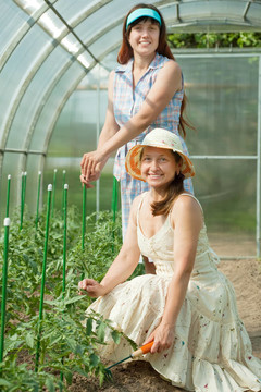 女人把番茄