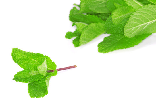 綠薄荷