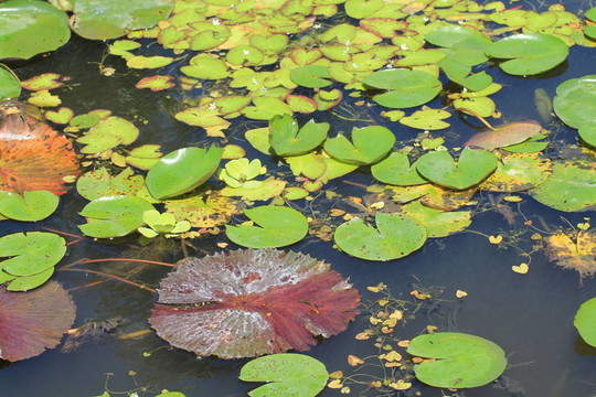 水上花園