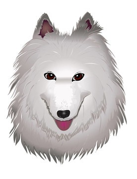 白色薩摩耶犬的微笑