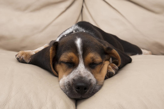 比格犬的小狗睡覺
