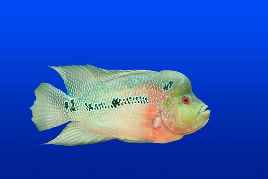 熱帶魚隔離