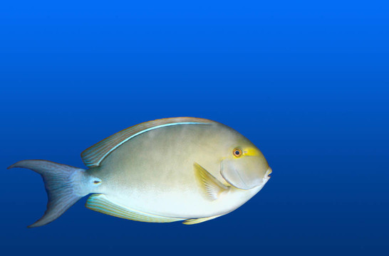 魚在水族館