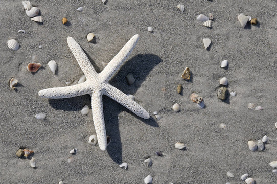 海灘上的明星