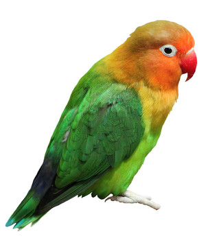 色的熱帶鳥(niǎo)