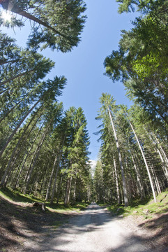 Dolomites Woods；意大利
